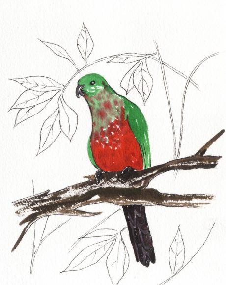 Australian_King_Parrot