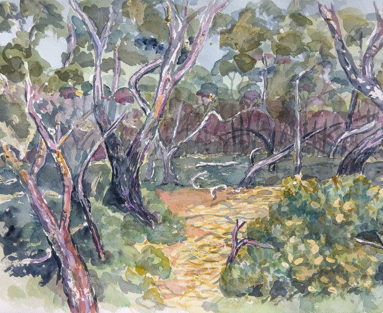 Fairy Trees Anglesea 2