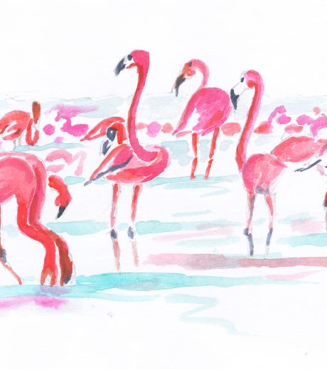 Flamingos