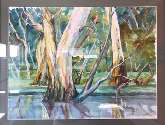 Mildura_Murray_River_GumTrees