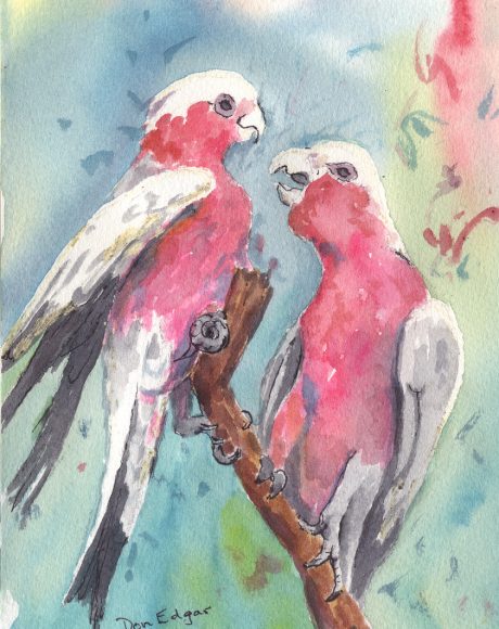 Pink_and_Grey_Galah